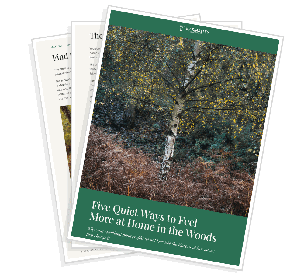 1 A promotional image for 5 Simple Tips to Transform Your Woodland Photography. The cover features a misty forest scene with a green and white text box. Four inner pages, fanned out, display tips and illustrations. The content is aimed at enhancing photography skills.
