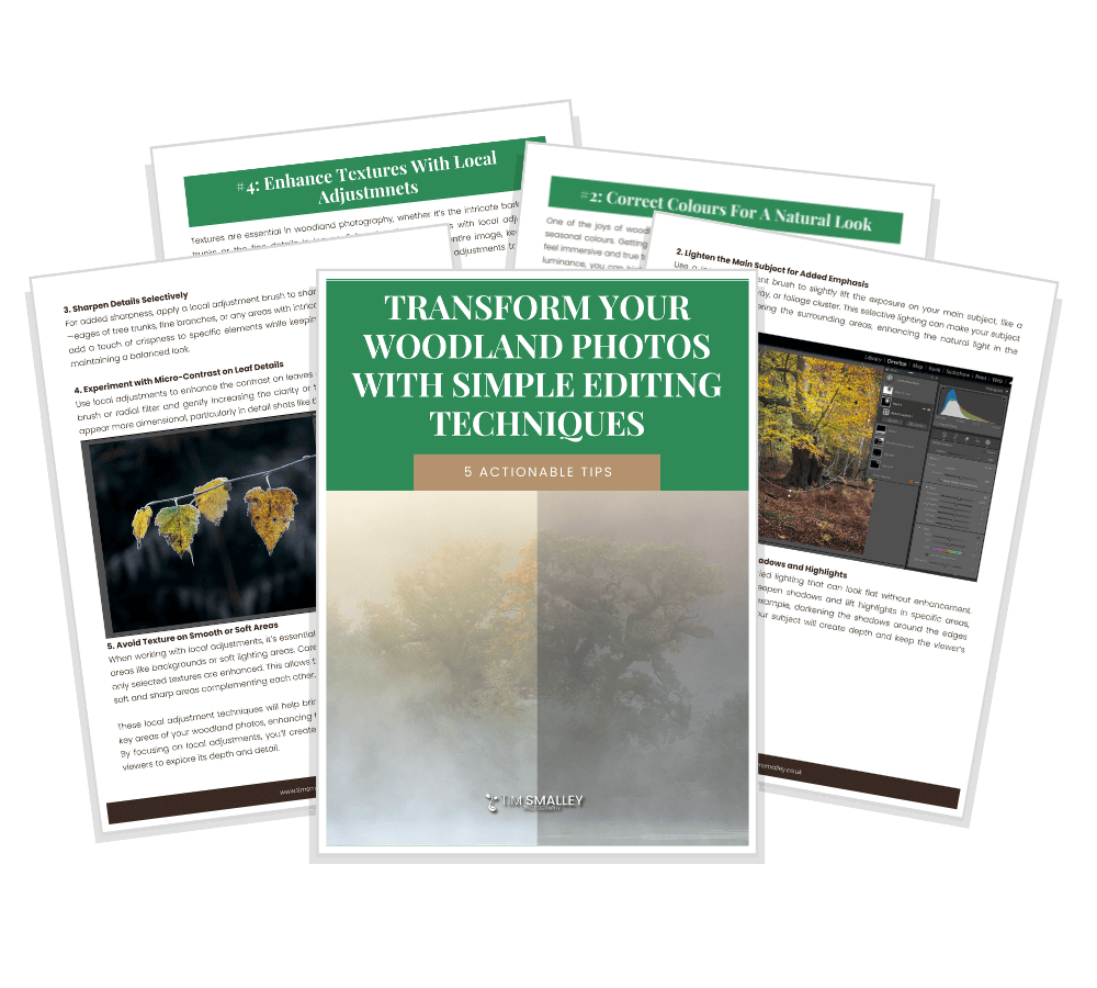 Editing Lead Magnet Ebook Mockups - Square Three pages of a photography editing guide are shown. The cover displays rich woodland imagery with the title Transform Your Woodland Photos with Simple Editing Techniques. The other pages contain numbered tips, small photos of trees, and screenshots of editing software.
