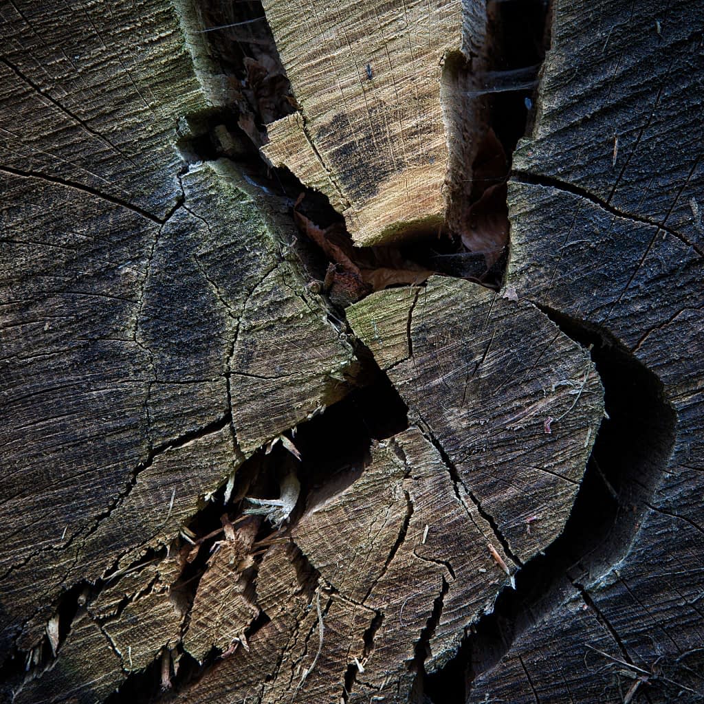Close-up of a cross-section of a tree trunk, showcasing detailed growth rings and deep cracks. The wood texture is prominent, with shades of brown, green, and gold. The cracks form an irregular pattern, illustrating the natural ageing process.