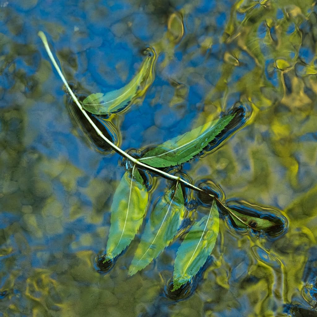 A slender green twig with long leaves floats on softly rippling water, polarised to enhance the blue, green, and yellow reflections.