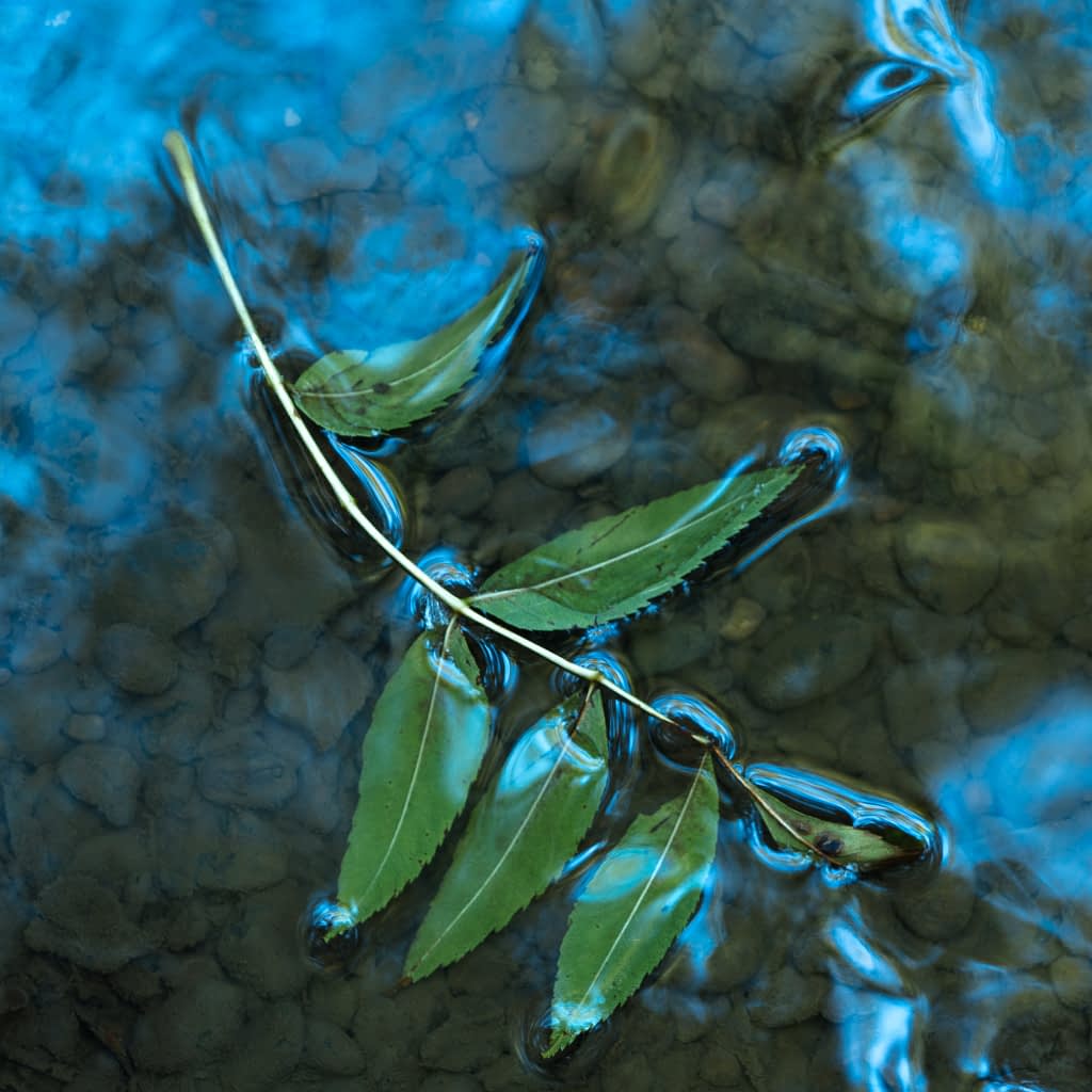 A green leafy twig drifts on clear, shallow water above small stones. Woodland filters boost blue reflections and tranquil ripples.