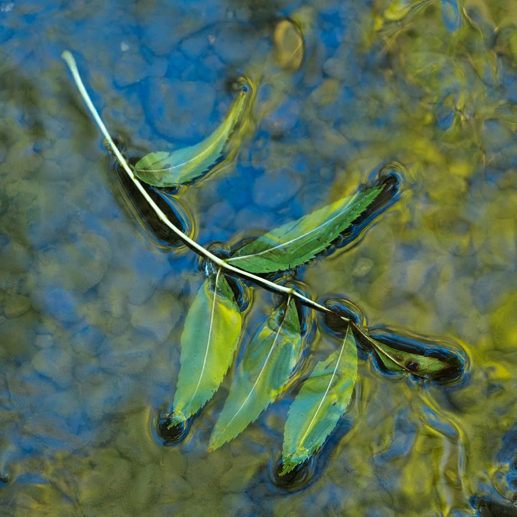 A slender green willow twig with narrow leaves floats partly submerged on clear water; pebbles gleam under blue-green reflections.