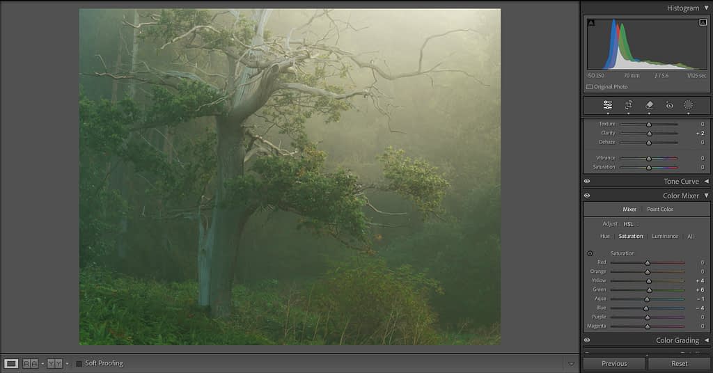 A misty forest scene captures a tree with gnarled branches and lush green foliage, creating a serene atmosphere. For those looking to start woodland photography, the photo editing software interface on the right offers adjustment sliders and a histogram to perfect your masterpiece.