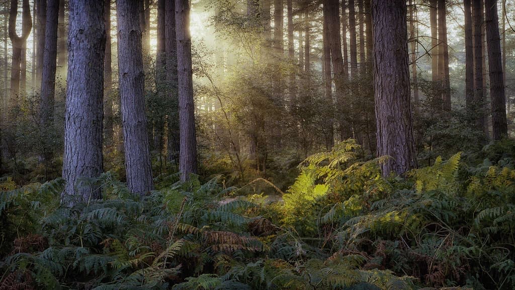 A serene forest scene with tall trees and lush ferns encapsulates the essence of woodland photography. Sunlight filters through the treetops, casting gentle rays and illuminating patches of greenery. The atmosphere is tranquil, with a misty background adding depth and mystery to the setting.
