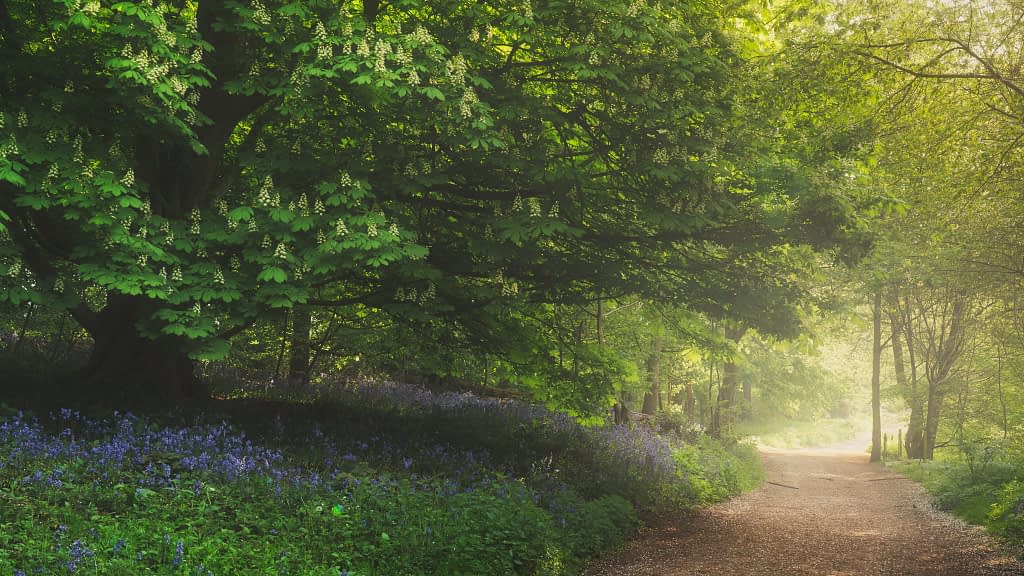 A sunlit forest path curves gently, surrounded by lush greenery. On the left, a large tree with dense, leafy branches provides shade. Bluebell flowers flourish beneath the tree, adding a touch of colour. The path extends into the distance, bathed in a warm, inviting light.