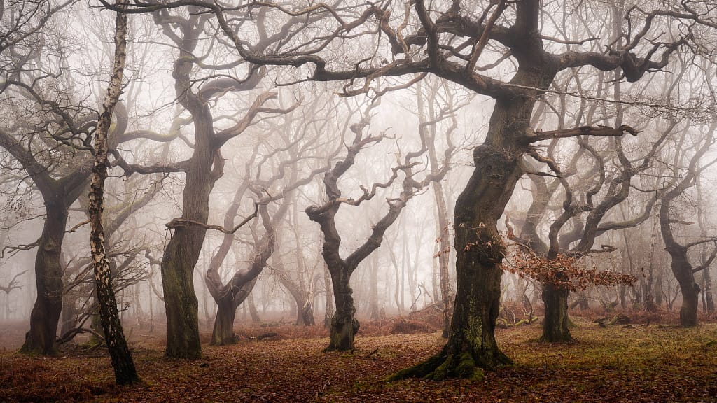 Mature English oak trees dancing the fog - this image is about energy and expression, not following rules.