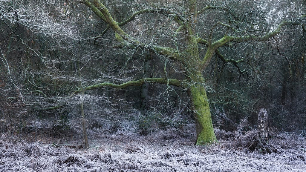 Moss-covered tree with bare, twisting branches in a frosty woodland setting during winter, surrounded by white frosty bracken and a decaying tree stump.