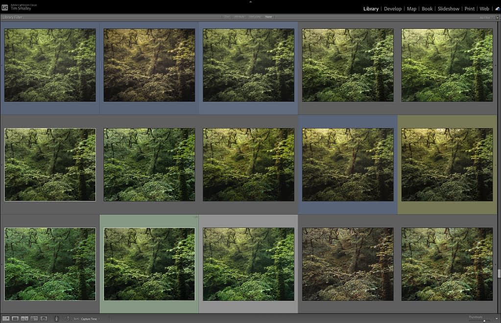 A computer screen displays a photo editing programme with a grid of forest images, each row presenting similar scenes in varying lighting and colours—illustrating a woodland photo editing workflow. The interface features grey borders and a dark top menu bar.