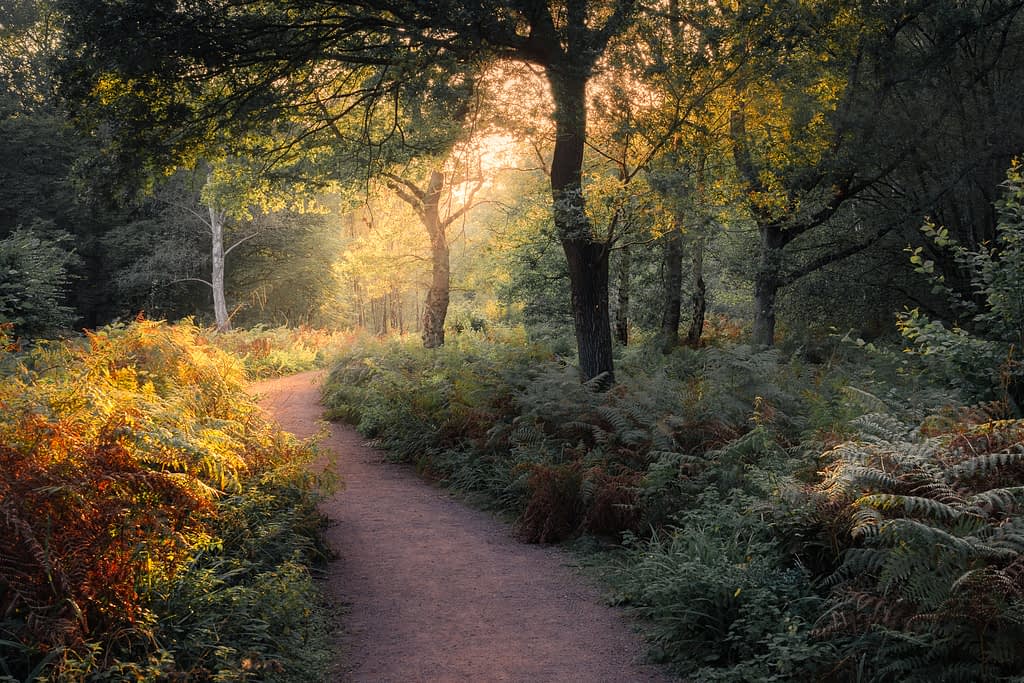 A serene forest path winds through lush green and orange ferns illuminated by warm, golden sunlight filtering through the tall trees. The scene is tranquil, with dappled sunbeams creating a peaceful atmosphere in a dense wood setting.