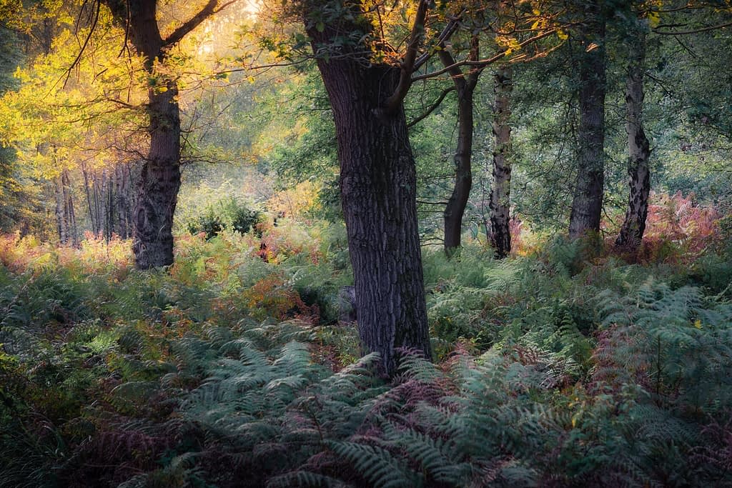 Tall trees rise in a lush forest, with dense green and reddish ferns carpeting the ground. Sunlight filters through the leaves, casting a golden glow over the foliage, an inviting scene for anyone interested in learning how to simplify busy woodland scenes.