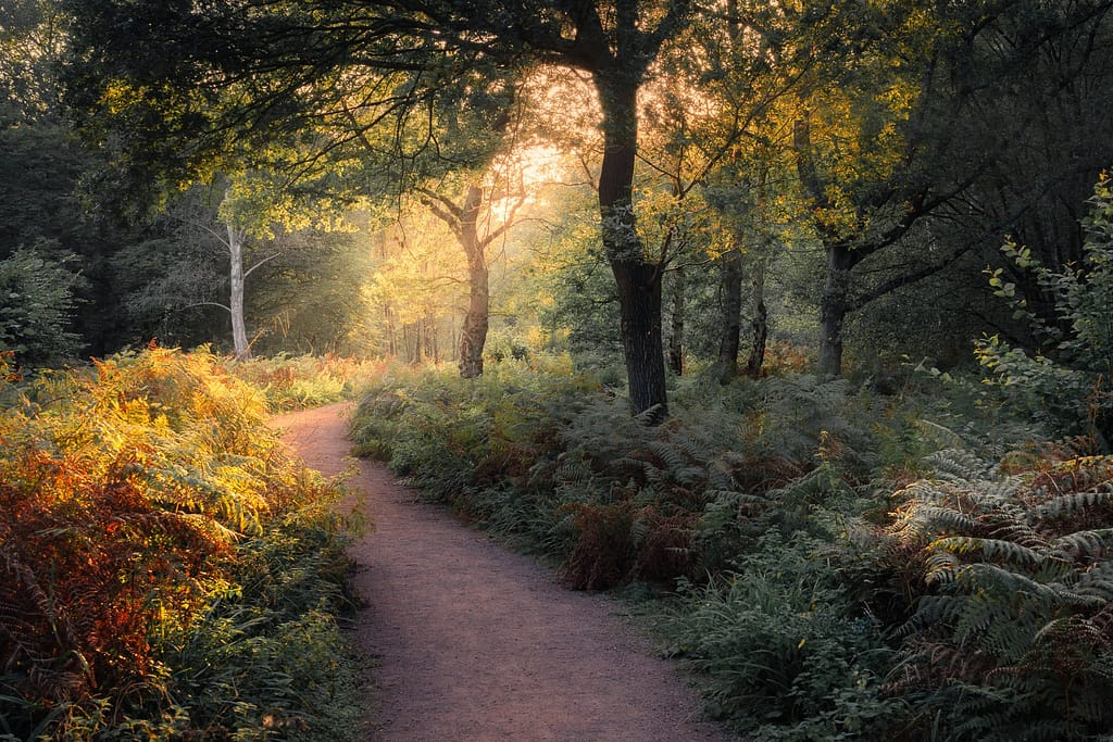 A serene forest scene with a sunlit dirt path meandering through dense greenery, perfect for a mindful photography walk.