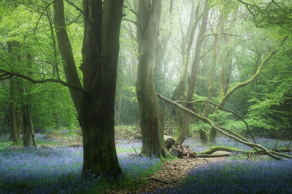 Tall, moss-covered trees stand in a misty woodland, their trunks broad and textured. Sunlight filters gently through dense green leaves. The woodland floor is carpeted with blooming bluebells, creating a purple-blue haze amidst winding, fallen branches.