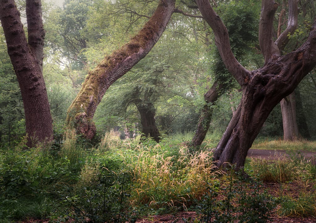 A tranquil forest scene featuring tall, arched trees adorned with moss and ivy. Sunlight filters through the dense foliage, illuminating tall grasses and ferns. A narrow path meanders through the greenery, creating a peaceful, natural setting with soft, subdued lighting.