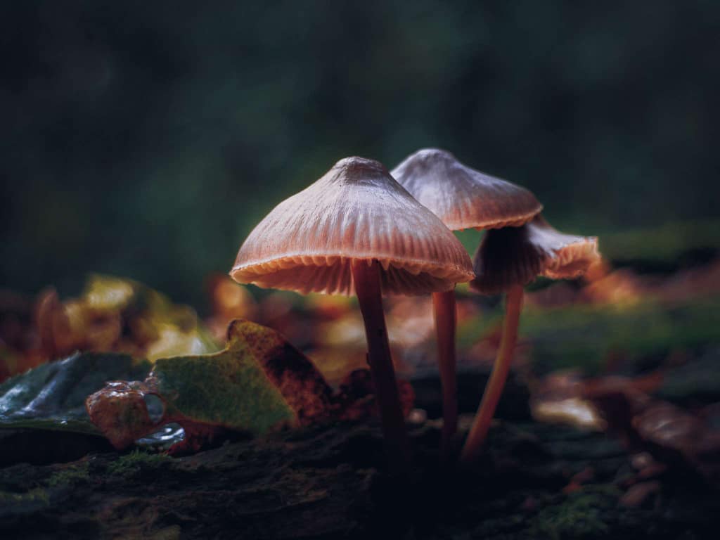 Close-up of three small fungi with pale, curved caps and slender stems, thriving amidst green and brown foliage. The background is gently blurred, creating a peaceful woodland atmosphere. Dewdrops glimmer on nearby leaves, enhancing the natural setting and the appeal of forest photography.