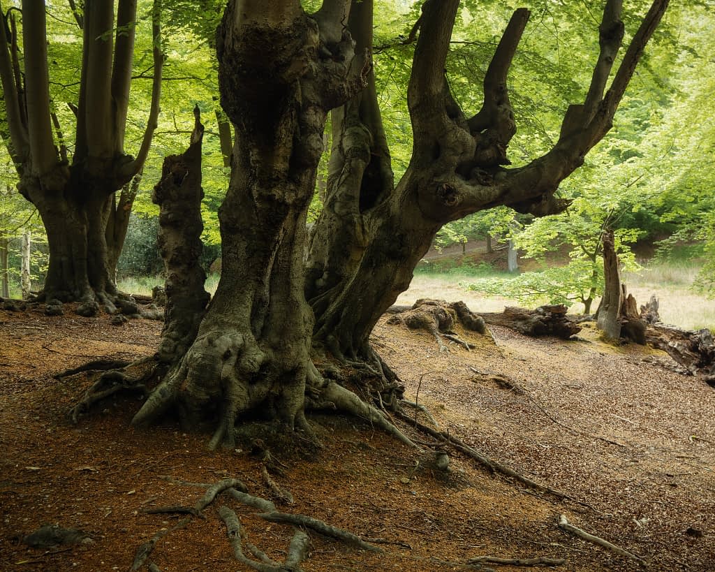 What is ancient woodland? This forest scene captures the essence of ancient woodlands, showcasing gnarled, ancient trees with thick trunks and sprawling roots. The leafy canopy filters soft, dappled sunlight through the branches. Fallen leaves carpet the forest floor, creating a rich contrast to the vibrant green foliage.