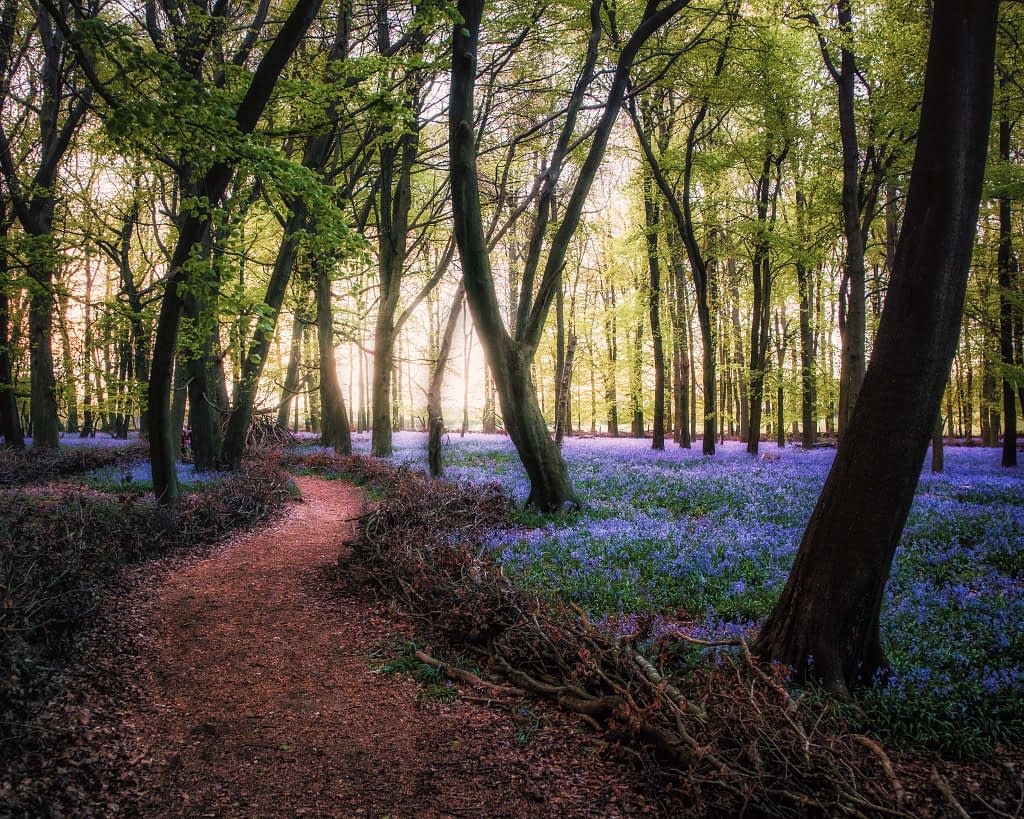 A serene forest scene unfolds with a winding dirt path leading through towering trees. The forest floor, adorned with vibrant blue flowers and clusters of fungi, basks in sunlight filtering through the green canopy. This dappled light creates tranquil, picturesque patterns perfect for woodland photography.