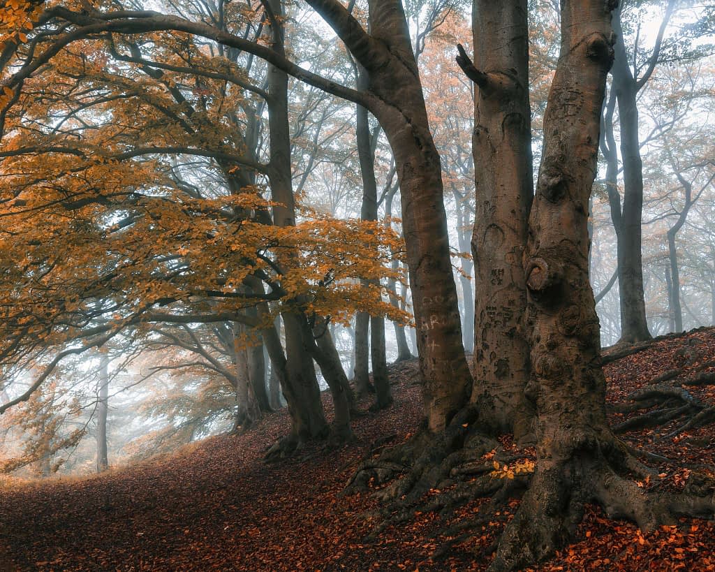 A misty autumn forest with tall, mature trees displaying yellow and orange leaves. The ground is blanketed in a thick layer of fallen leaves. Ideal for woodland photography, the tree trunks bear engravings, and the atmosphere is serene and moody, with a faint fog in the background.
