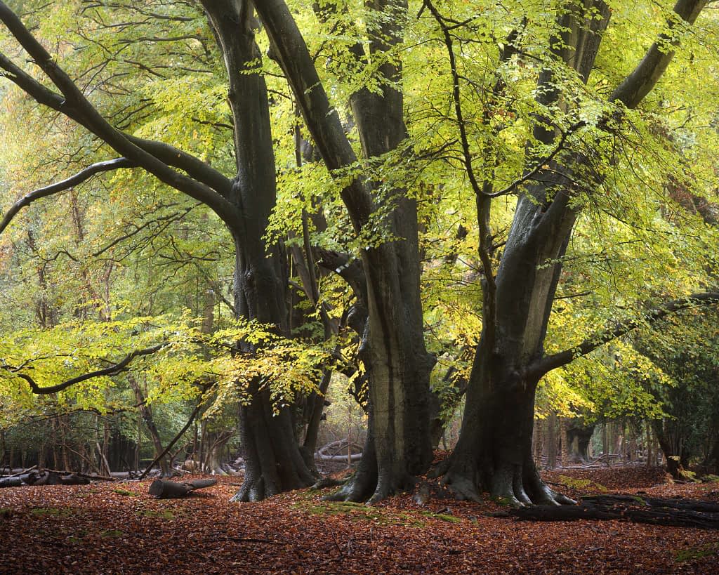 Large, ancient trees with thick trunks and sprawling branches covered in vibrant green leaves dominate the scene. Sunlight filters through the canopy, illuminating the forest floor scattered with fungi and fallen leaves. The dense foliage creates a serene, natural ambience perfect for woodland photography.
