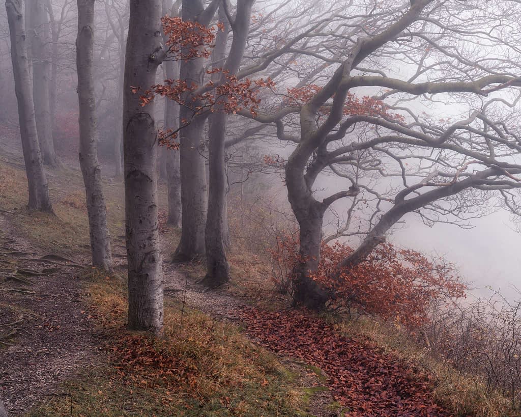 Foggy forest photography captures tall, slender trees on a hillside. With bare branches and a few red-brown leaves still clinging on, the ground is carpeted with fallen foliage. A narrow path winds through, creating a serene and mysterious atmosphere perfect for woodland photography enthusiasts.