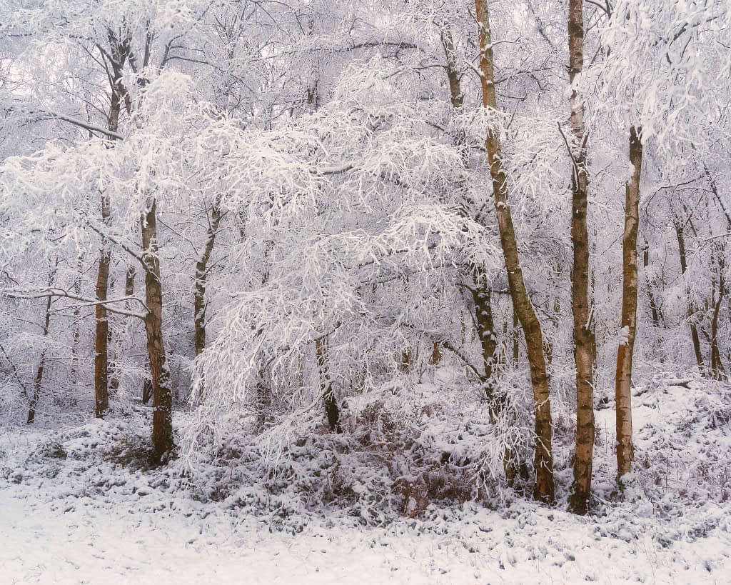 A winter scene showcasing a cluster of trees adorned with heavy snow, their branches distinctly outlined against the snow-laden backdrop. The ground is carpeted in white, creating a tranquil atmosphere ideal for woodland photography. Tall birch trees rise amid the landscape, their bark providing a contrast to the snowy surroundings.