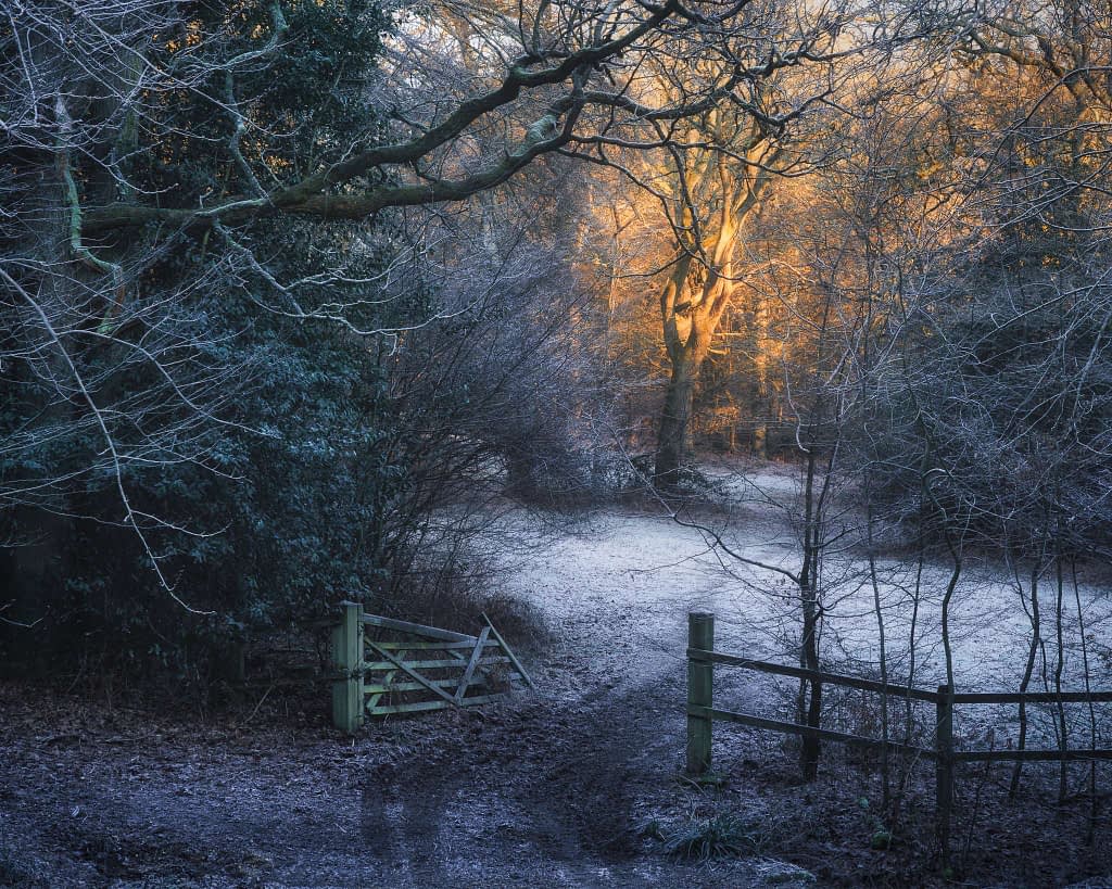 A winter scene depicts a frosty forest clearing with leafless trees. In the background, morning sunlight bathes one tree in warm, golden light, contrasting with the cool tones of the scene. A wooden gate and fence appear in the foreground, leading to a frost-dusted path—a perfect example of woodland photography.