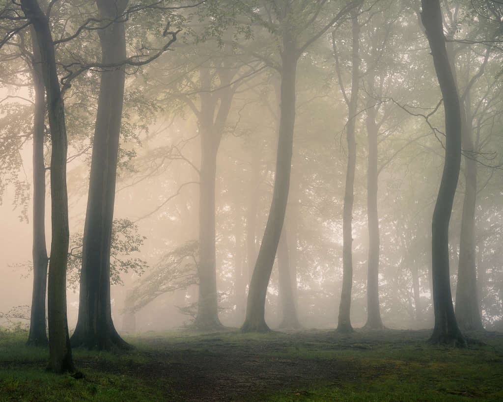 A misty forest scene with tall trees, their trunks dark against the gentle light filtering through the fog. The ground is covered with moss, fallen leaves, and delicate fungi, creating an ethereal atmosphere perfect for forest photography as the dense fog blurs the details of branches and leaves.