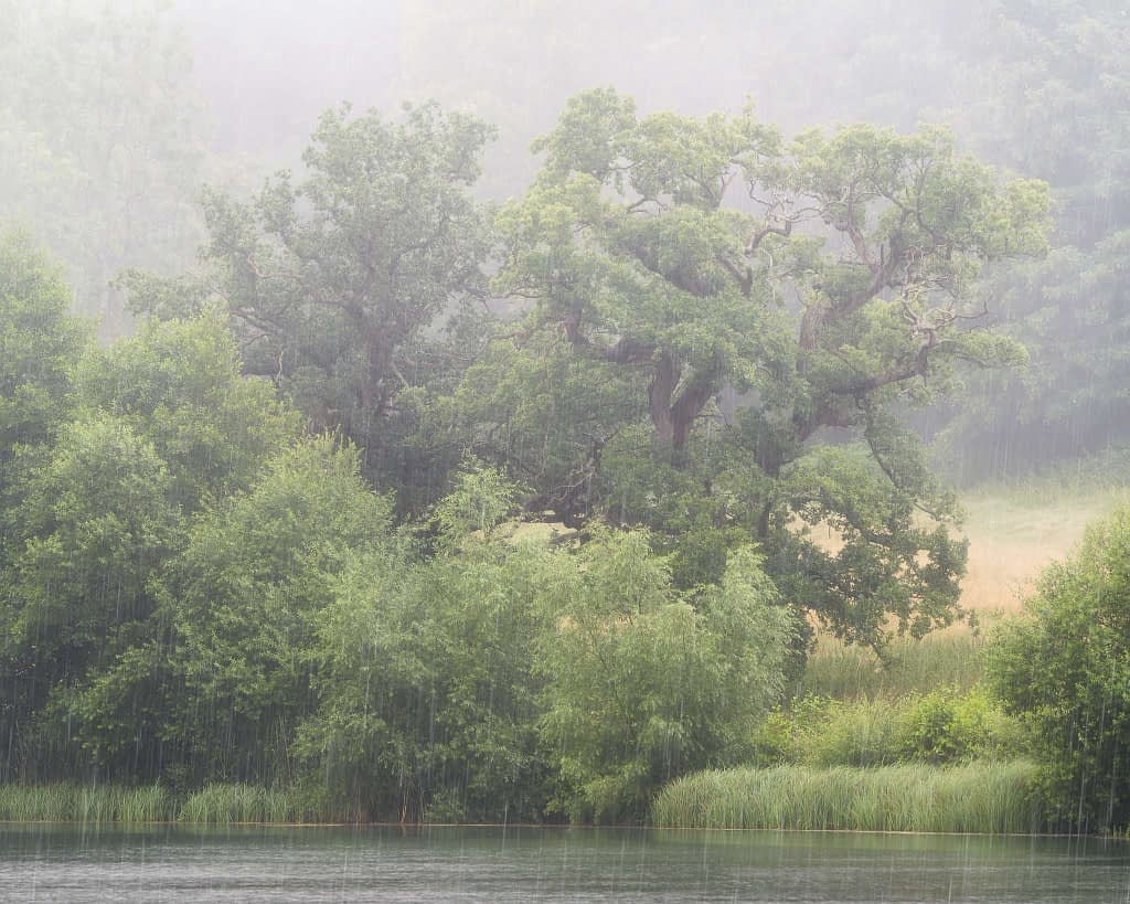 A tranquil scene featuring a woodland landscape on a rainy day with lush, dense trees near a calm body of water. Soft light filters through the mist, giving the scene an ethereal quality while heavy rain falls, enhancing the peaceful ambiance.