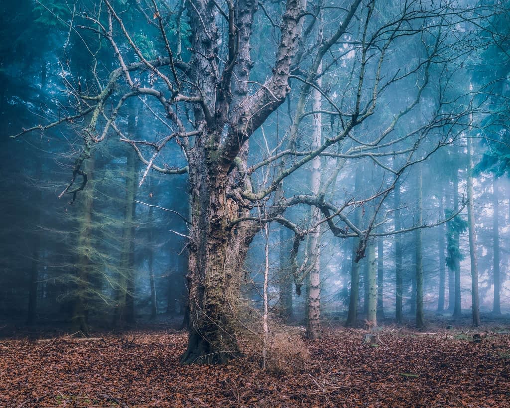 A misty woodland features a gnarled, leafless tree with twisting branches at the centre. The ground is covered in fallen leaves, and the background is filled with tall, shadowy trees shrouded in fog, creating a mysterious, ethereal atmosphere perfect for forest photography.