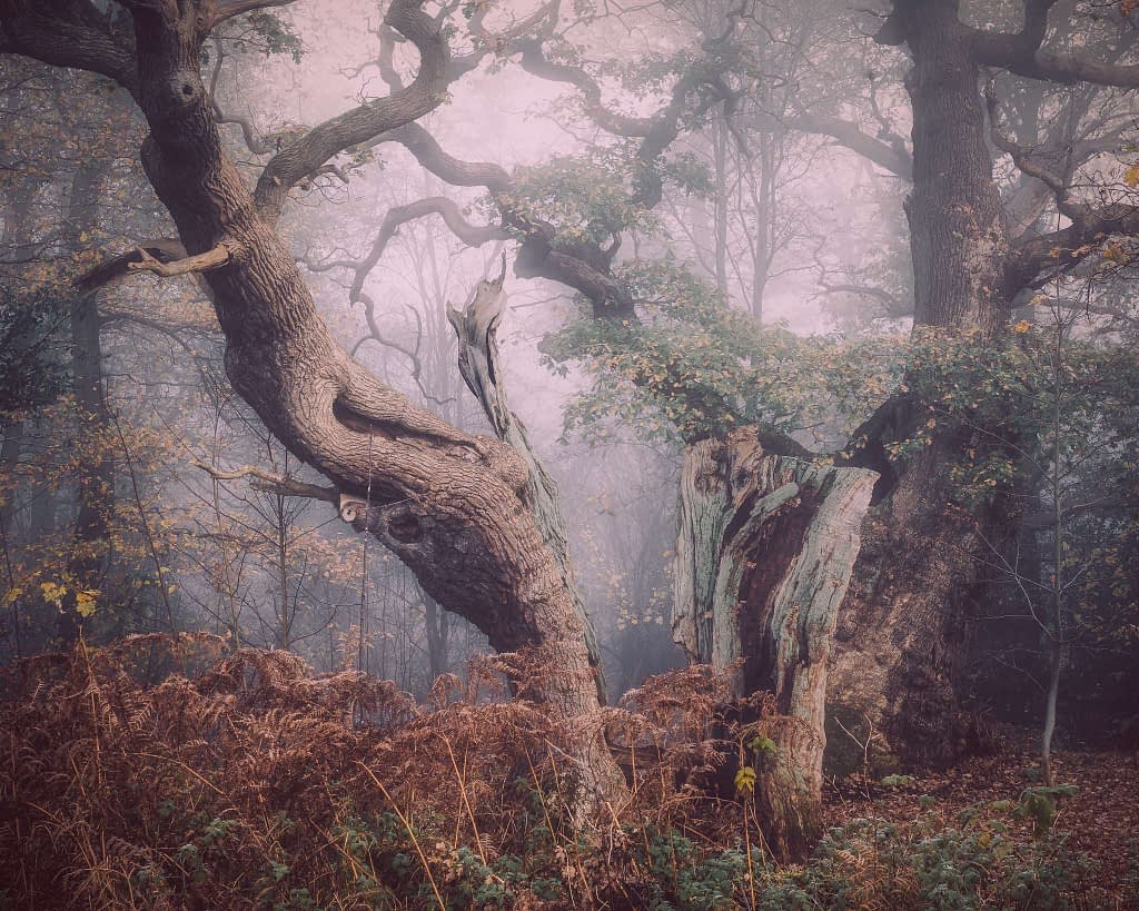 A foggy forest scene featuring two twisted, ancient English oak trees. The gnarled branches and rough, textured bark complement the ferns and undergrowth in autumnal shades. Mist shrouds the background, creating a mysterious and serene atmosphere.