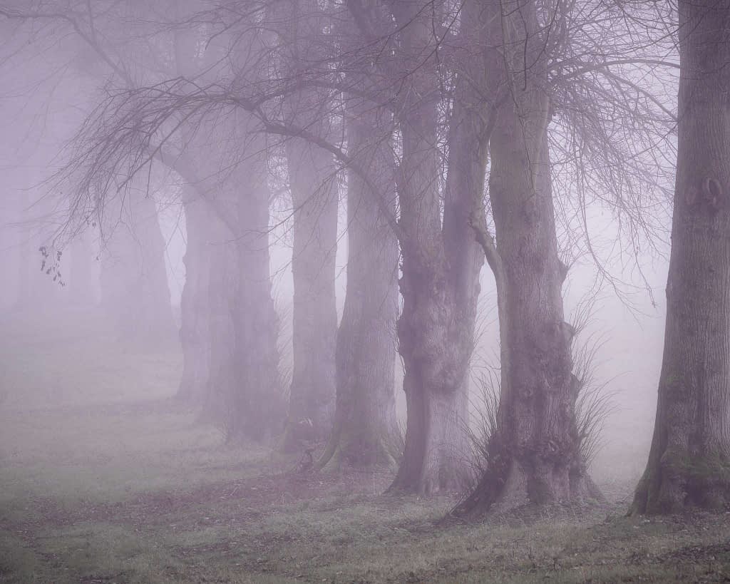 A row of tall, leafless trees stands in a foggy woodland landscape, their trunks visible against the mist. The ground is adorned with grass and wildflowers, creating a soft, muted atmosphere that envelops the scene. The tree bark shows distinct textures, adding depth to the tranquil setting.