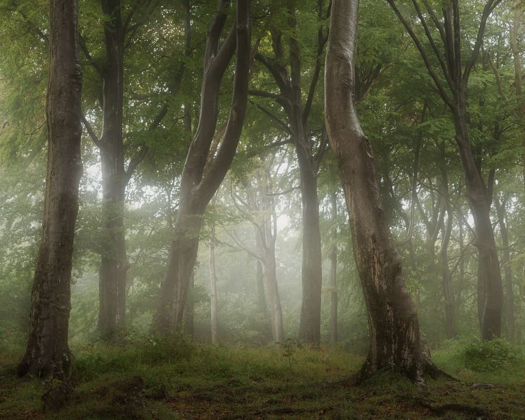 A wet forest scene with tall, slender trees and bags of atmosphere thanks to the rain. The trunks are slightly tilted, and soft light filters through the dense canopy, casting a gentle glow. The serene and mystical atmosphere is an excellent example of woodland photography in the rain.