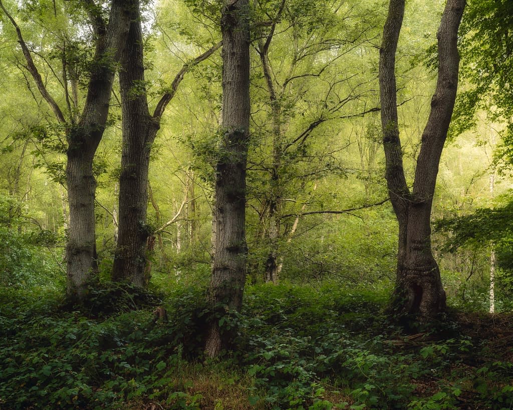 A verdant forest scene with tall, thick-trunked trees encircled by dense greenery and undergrowth. Dappled sunlight filters through the leafy canopy, presenting a tranquil woodland photography composition. In the distance, more trees form a rich backdrop of various shades of green.