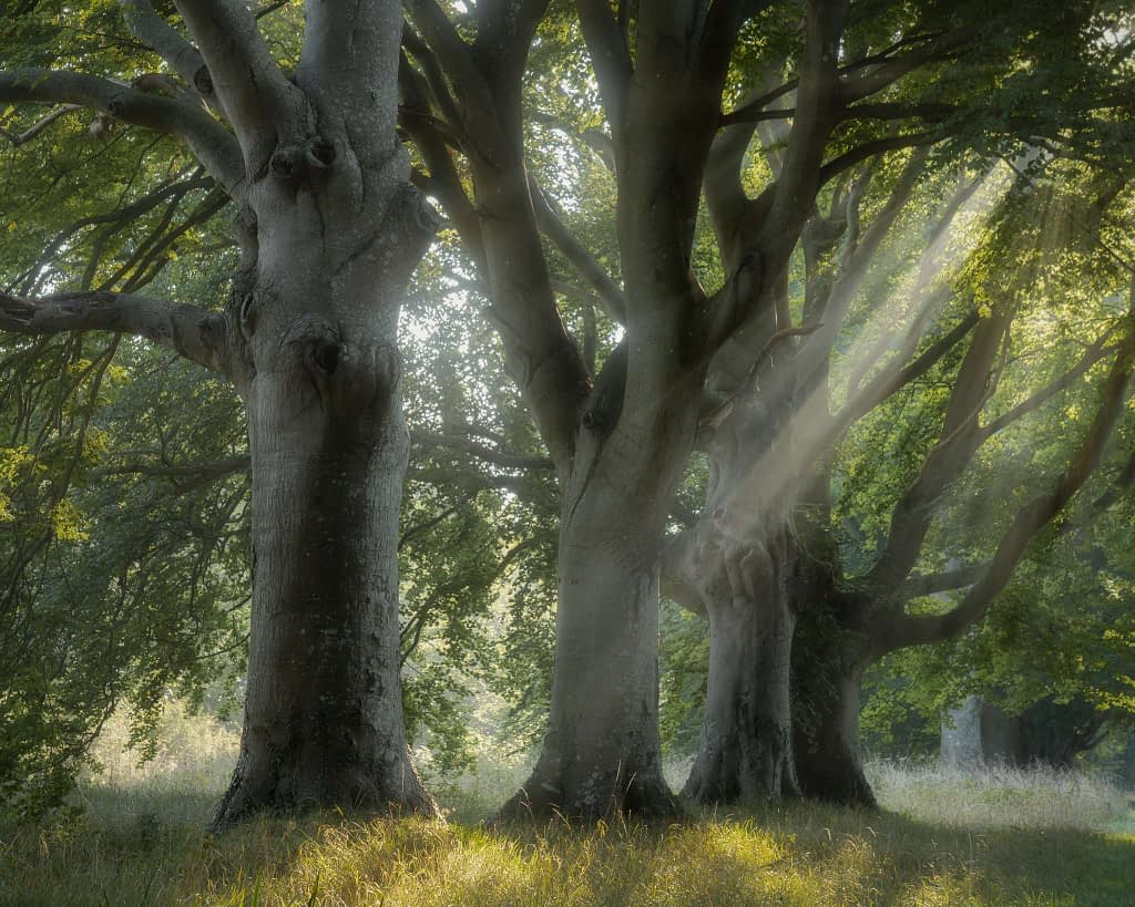 A tranquil forest scene features three large trees situated in a grassy area, ideal for capturing in woodland photography. Sunlight filters through the lush green leaves, casting gentle rays and dappled shadows on the ground, evoking tranquillity and a sense of natural beauty.