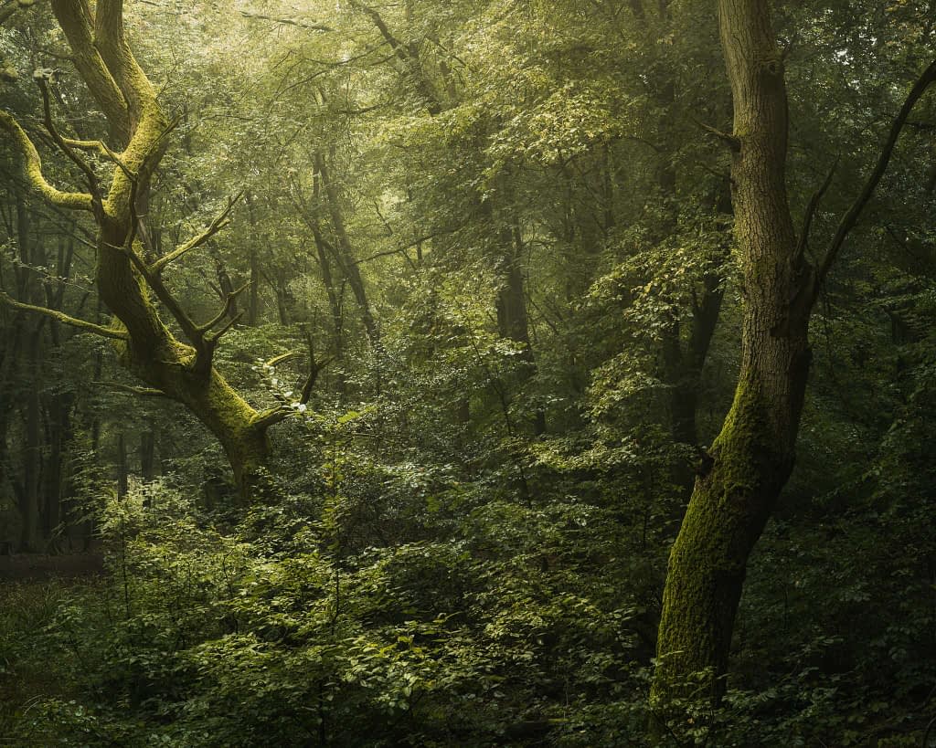 A dense forest scene with two large, moss-covered trees in the foreground. Sunlight filters through the thick canopy, illuminating the lush green foliage. The undergrowth, dotted with wildflowers, creates a serene, untouched natural atmosphere perfect for woodland photography.