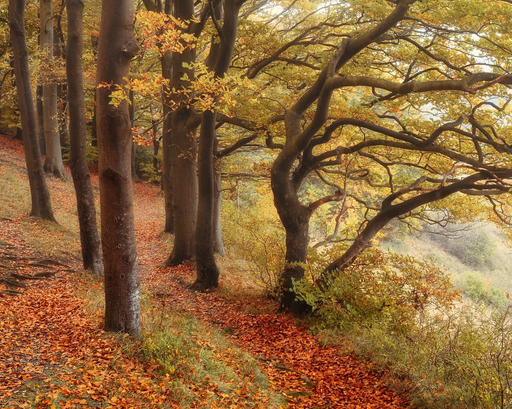 A serene forest scene in autumn, featuring a path covered with vibrant orange and red leaves. Tall trees with twisted branches line the path, their leaves changing to shades of yellow and orange. Soft, diffused light creates a warm and tranquil atmosphere in the woodlands.