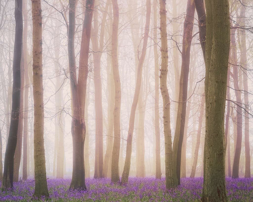 A misty forest scene with tall, slender trees reaching upwards is beautifully captured in this forest photography. The ground is carpeted with wildflowers, likely bluebells, adding a vibrant contrast. The fog creates a soft, ethereal atmosphere, blurring the background and enhancing the tranquil setting.