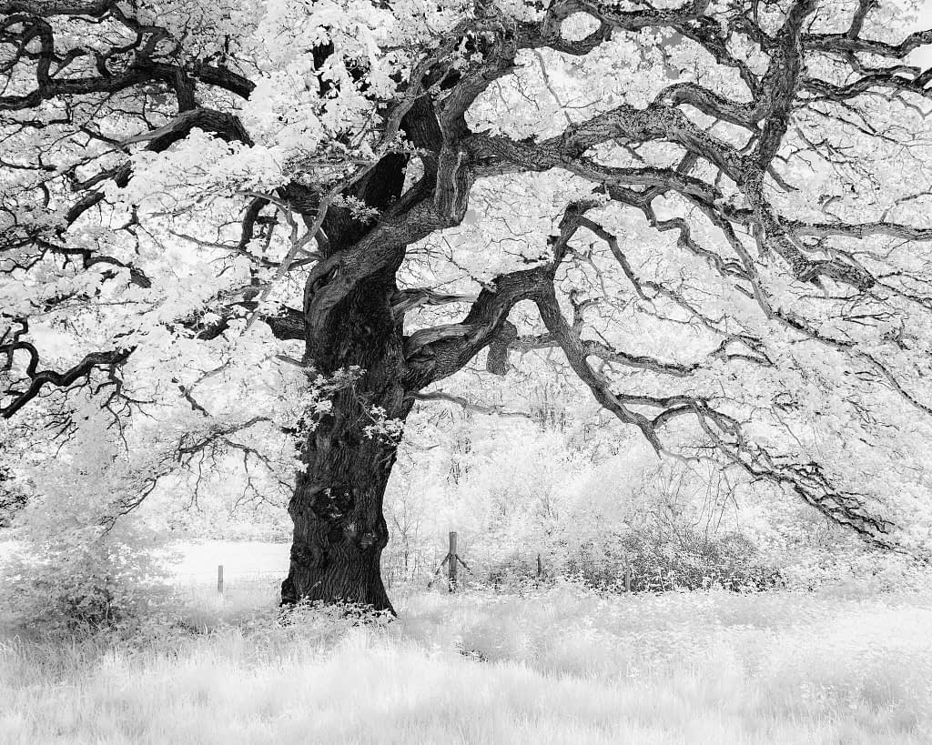 A black and white image depicts a large, ancient tree with a thick, textured trunk and sprawling branches. The branches are adorned with light-coloured leaves. The surroundings are grassy, set against a backdrop of more trees, creating a serene and timeless atmosphere.