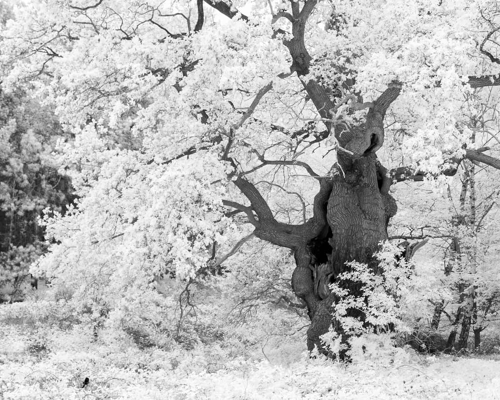 A large, gnarled tree stands in a forest, surrounded by dense foliage. Its twisted trunk and branches create an intricate silhouette. The scene is captured in black and white, highlighting the textures of the tree and leaves, with light filtering through the canopy.