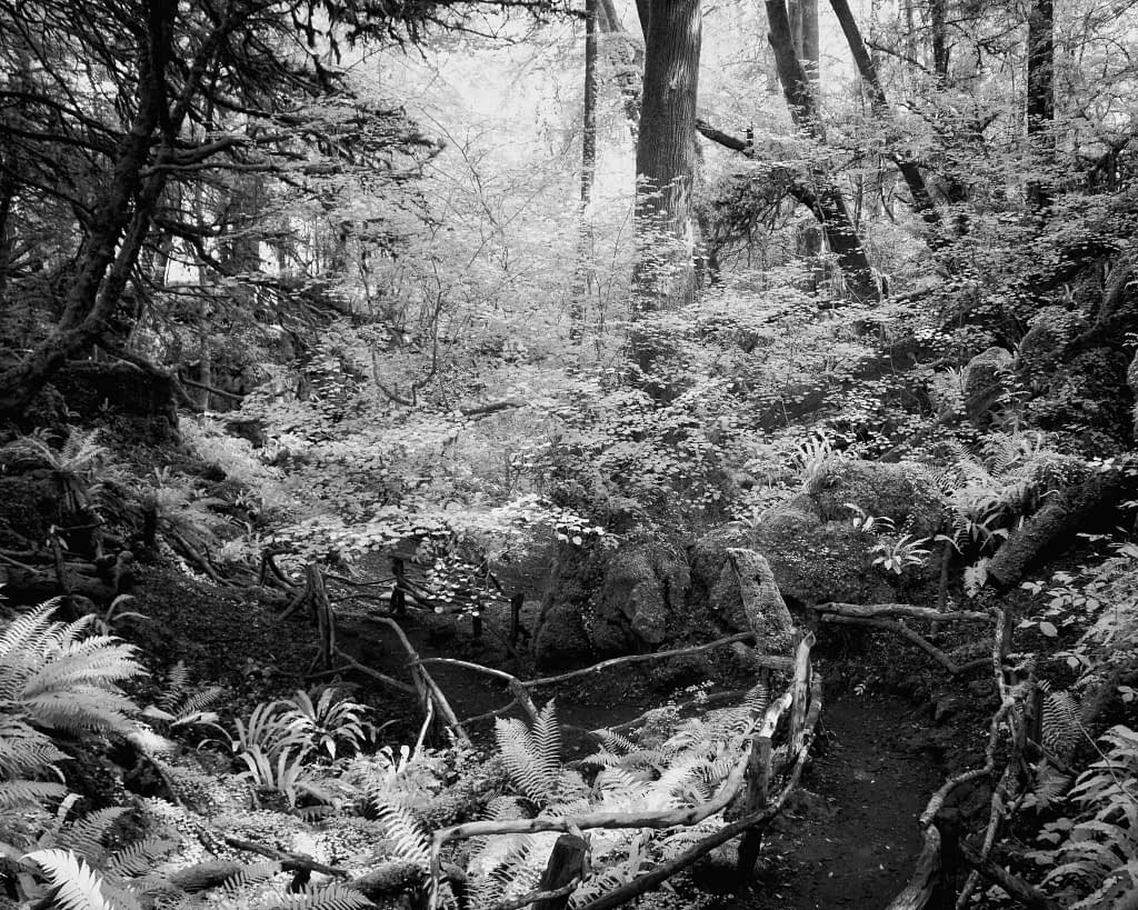 A black and white photograph of a dense forest with tall trees and a variety of undergrowth, including ferns and moss-covered logs. Sunlight filters through the canopy, creating dappled patterns on the forest floor. Paths winding through the foliage add depth to the scene.