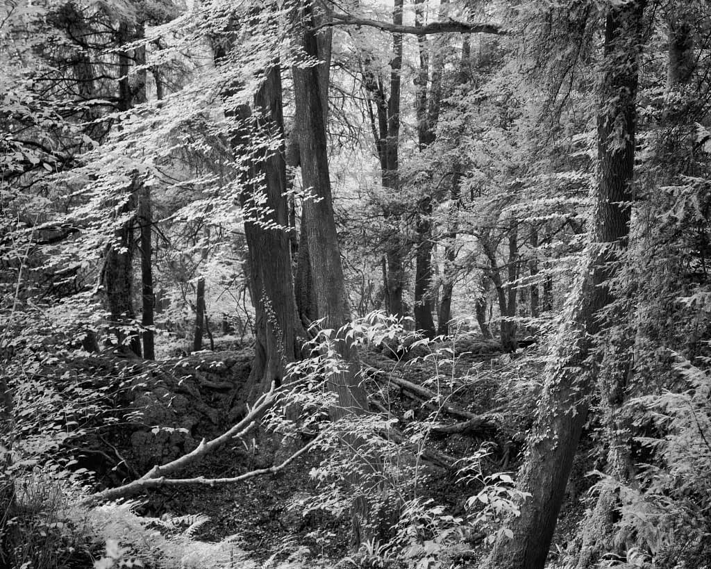 A black and white photograph of a dense forest scene, featuring tall trees with slender trunks and textured bark. Sunlight filters through the canopy, casting dappled light on the forest floor, which is scattered with fallen branches and undergrowth. The atmosphere is serene and natural.