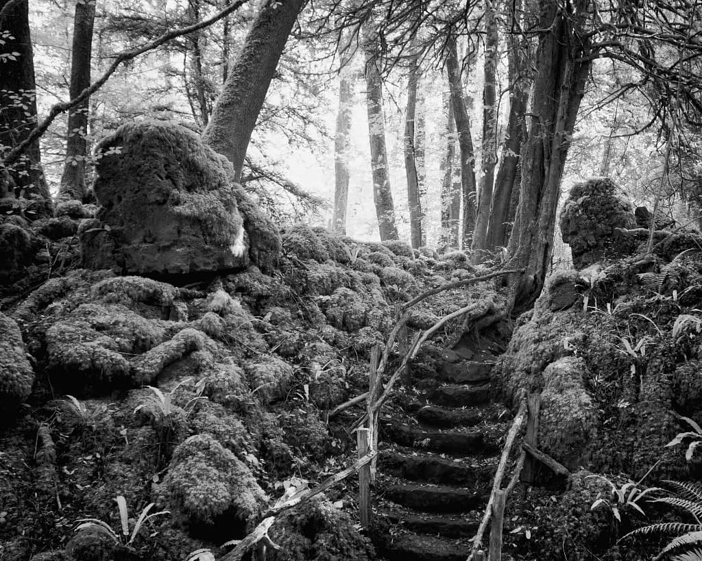 A black and white image of a mystical forest scene. Moss-covered stones and trees encircle a narrow, winding staircase made of earth and wood. Sunlight filters through the dense canopy, casting dappled light on the landscape, creating an enchanting and tranquil atmosphere.