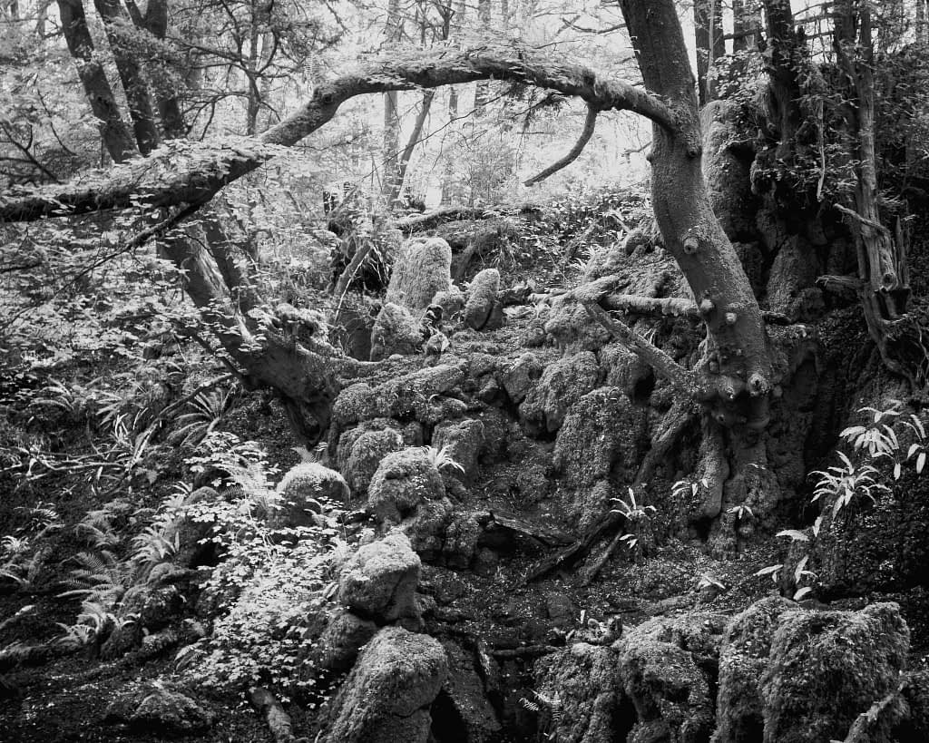 A black and white image depicting a forest scene with twisted, gnarled trees and moss-covered rocks. Dappled light filters through the canopy, highlighting the textured bark and foliage. The foreground features dense undergrowth, adding to the mysterious and ancient ambience.