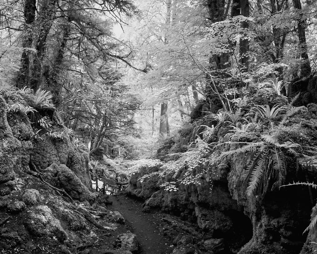 A black and white image of a forest with a narrow dirt path winding through dense foliage. Trees with textured bark and abundant ferns line the path. Sunlight filters through the canopy, casting intricate shadows on the ground. The scene evokes a serene, unspoilt wilderness.