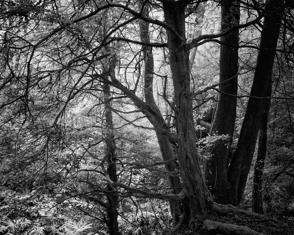 A black and white image of a dense forest scene showcasing a large, gnarled tree with numerous twisting branches in the foreground. Encircling the main tree are other trees and bushes, with light filtering through the canopy, creating a blend of shadows and highlights.