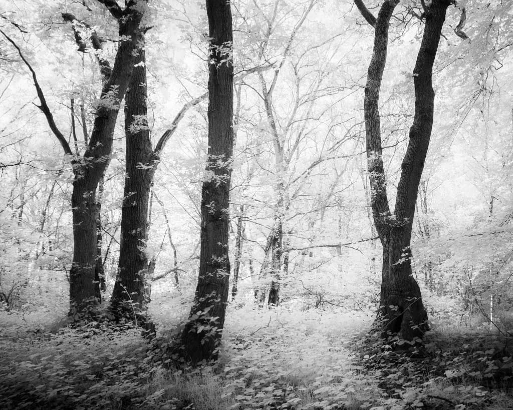 A black and white infrared photograph of a forest scene, featuring tall trees with light foliage. The ground is covered with dense undergrowth. The light filtering through the canopy creates a dreamy, ethereal atmosphere, highlighting the contrasting textures of the tree trunks and leaves.