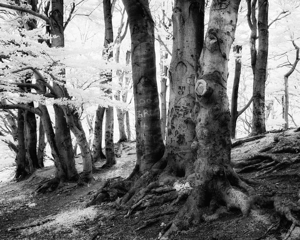 A black and white image of a forest with large, textured tree trunks. The trees feature intricate bark patterns and carvings. Sunlight filters through the leaves, casting shadows on the forest floor. The ground is strewn with fallen leaves and twisted roots.