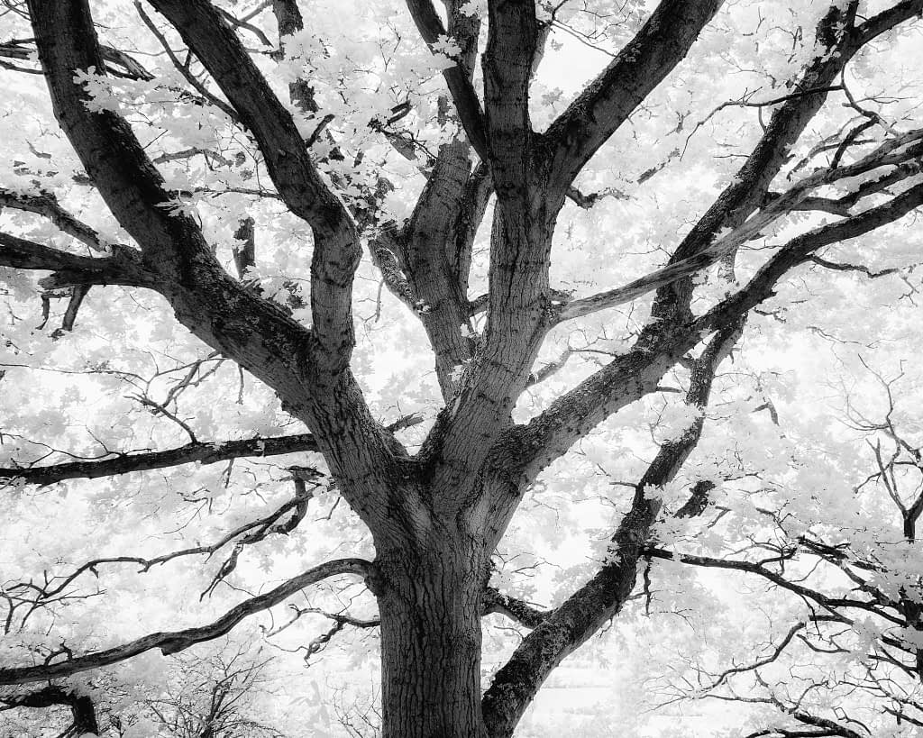 Black and white infrared photograph of a large tree with thick, twisting branches. The leaves and sky appear bright, creating a stark contrast against the dark branches. The perspective from below highlights the tree's size and intricate branch pattern.