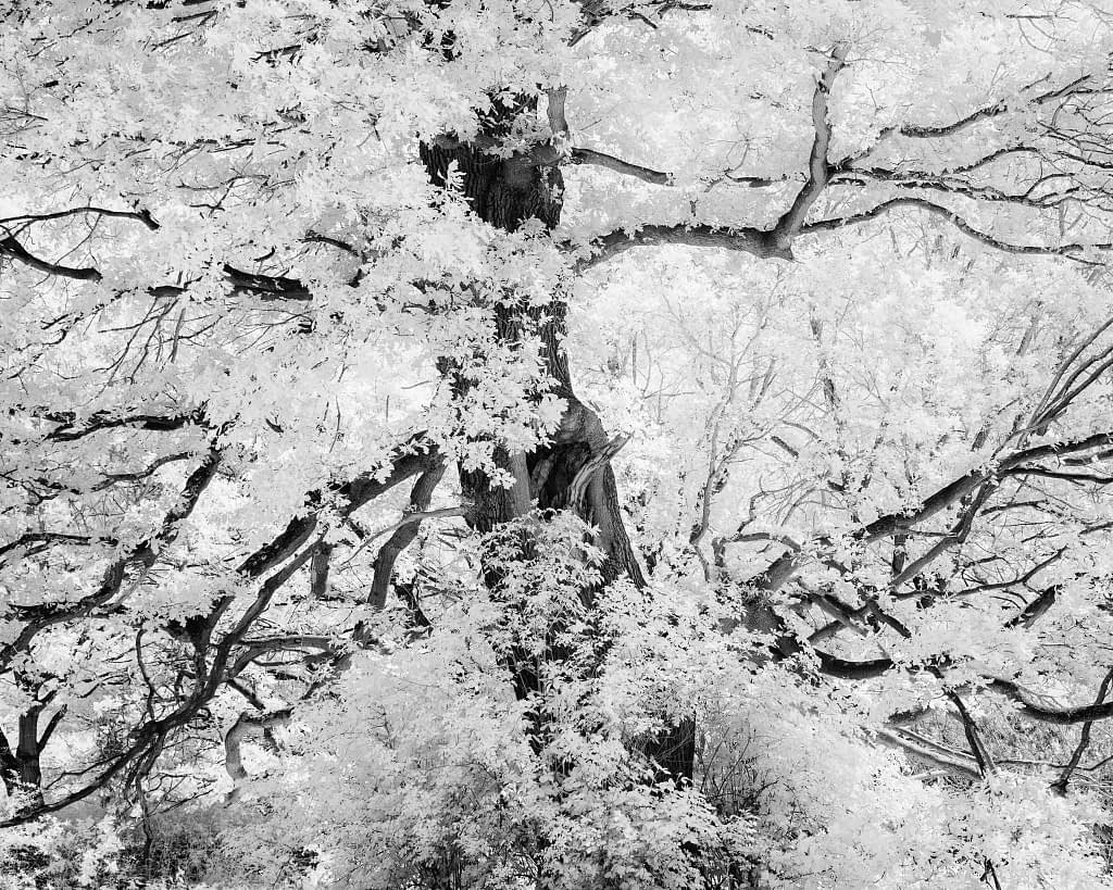 A black and white image of a large, old tree with a thick trunk and numerous sprawling branches covered in dense foliage. Sunlight filters through the leaves, creating a bright, ethereal glow. The intricate patterns of the branches and leaves form a complex, textured backdrop.