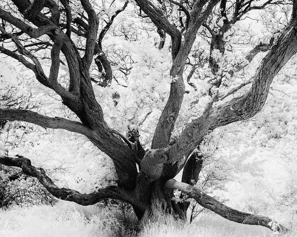 A sprawling tree with numerous thick, twisting branches dominates the scene, set against a backdrop of dense foliage. The image appears to be in black and white, emphasising the intricate patterns of the branches and leaves, creating a dramatic and textured effect.