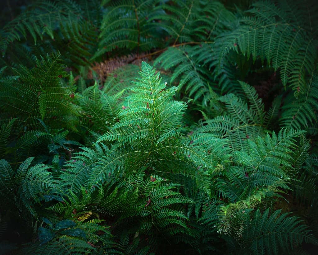 A vivid green fern with intricate, lace-like fronds fills the image, creating a lush, natural pattern. Soft light highlights the central fronds, accentuating the texture and details. The background is a mix of shaded foliage, adding depth and contrast to the vibrant scene.